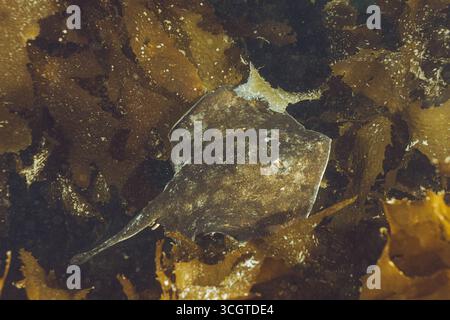 La fotografia subacquea della foresta di alghe rivela un magico mondo di fronde ondeggianti, vita marina nascosta e luce eterea sotto le onde. Foto Stock