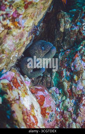 La fotografia subacquea della foresta di alghe rivela un magico mondo di fronde ondeggianti, vita marina nascosta e luce eterea sotto le onde. Foto Stock