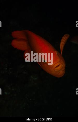 La fotografia subacquea della foresta di alghe rivela un magico mondo di fronde ondeggianti, vita marina nascosta e luce eterea sotto le onde. Foto Stock