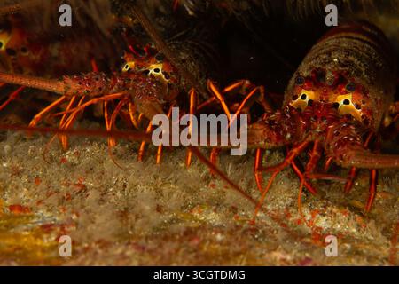 La fotografia subacquea della foresta di alghe rivela un magico mondo di fronde ondeggianti, vita marina nascosta e luce eterea sotto le onde. Foto Stock