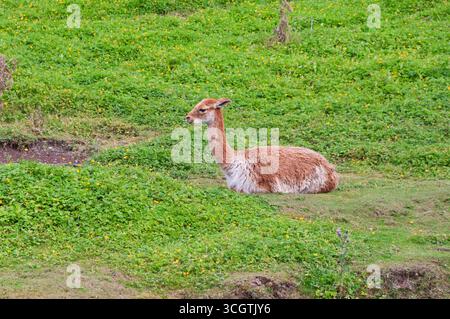 Un lama marrone e bianco è deposto in un campo erboso. La scena è tranquilla e serena, con il lama che è il fuoco principale dell'immagine Foto Stock