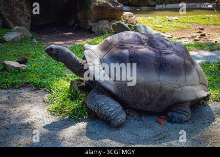 Una grande tartaruga gigante delle galapagos (vecchia tartaruga) con un guscio aspro poggiato su un sentiero ombreggiato circondato da erba e rocce in uno zoo della Malesia. Foto Stock