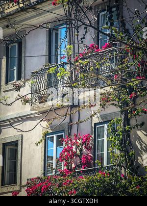 Bouganvillea che copre balconi in un edificio tradizionale a Lisbona, Portogallo Foto Stock