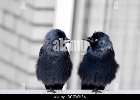 Due jackdaws occidentali appollaiati fianco a fianco su una ringhiera con sfondo sfocato dell'edificio, vista frontale con occhi pallidi e soffice piumaggio, ambiente urbano. Foto Stock