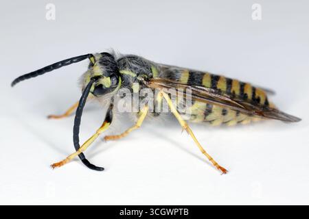 Vespa comune (Vespula vulgaris, Paravespula vulgaris), macro shot del maschio. Foto Stock