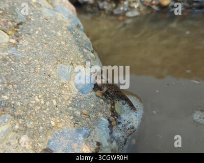 Mudskipper sulla costa del mare di Bohai, Coastal Habitat Foto Stock