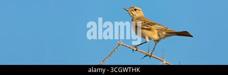 Drosselschnäpper, African Brown Flycatcher, Chat Flycatcher, Melaenornis infuscatus, radornis infuscatus Foto Stock