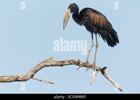 Mohrenklaffschnabel, African Open-Bill Stork, African Openbill, Anastomus lamelligerus Foto Stock