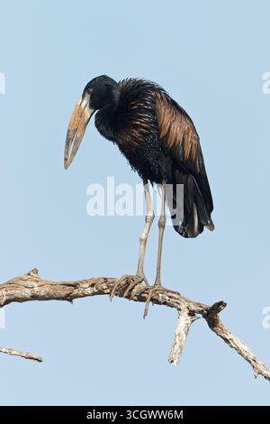 Mohrenklaffschnabel, African Open-Bill Stork, African Openbill, Anastomus lamelligerus Foto Stock