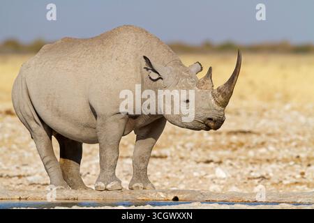 Spitzmaulnashorn, rinoceronte nero, rinoceronte nero, rinoceronte a labbra agganciate, Diceros bicornis Foto Stock