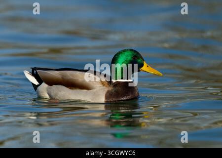 Stockente, Mallard, Anas platyrhynchos, Canard colvert, Azulón Foto Stock