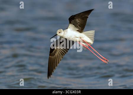Pala alata nera, Stelzenläufer, Himantopus himantopus, Foto Stock