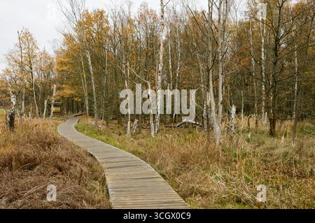 Sentiero in legno nella riserva naturale nazionale di Soos, Repubblica Ceca. Foto Stock