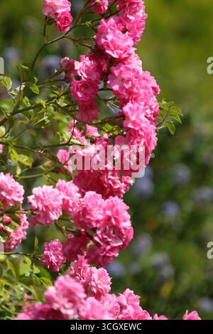 Splendide rose in abbondanza in piena fioritura nel periodo estivo britannico in giardino. Foto Stock