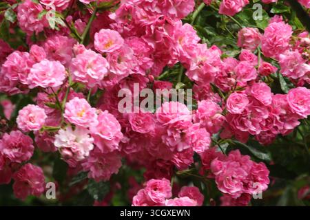 Splendide rose in abbondanza in piena fioritura nel periodo estivo britannico in giardino. Foto Stock