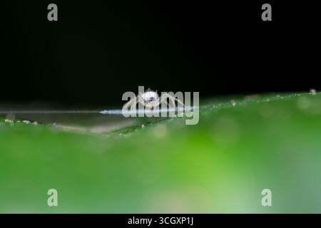 Immagini macro di un ragno tessitore di sfere bianche (Araneidae) poggiato su una foglia verde mentre è centrato su una rete di stabilimentum a zig-zag. L'intricata struttura a rete Foto Stock