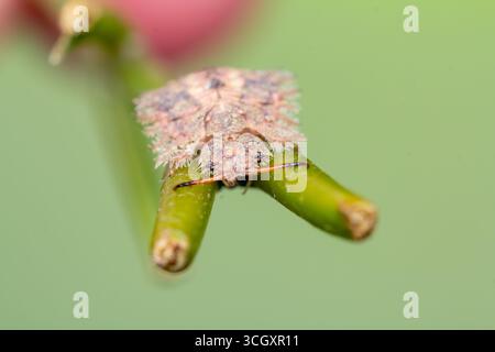 Macro estrema di una larva di gufo (famiglia Ascalaphidae) aggrappata a uno stelo verde. Conosciuto per le sue feroci mandibole predatorie e mimetizzati, corazzati Foto Stock