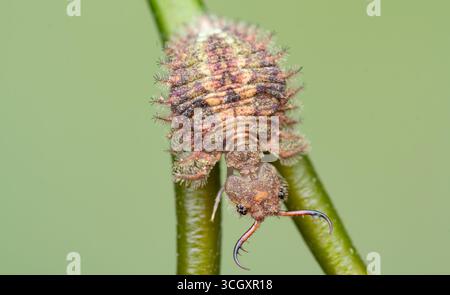 Macro estrema di una larva di gufo (famiglia Ascalaphidae) aggrappata a uno stelo verde. Conosciuto per le sue feroci mandibole predatorie e mimetizzati, corazzati Foto Stock