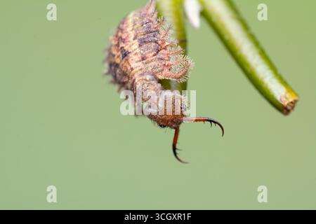 Macro estrema di una larva di gufo (famiglia Ascalaphidae) aggrappata a uno stelo verde. Conosciuto per le sue feroci mandibole predatorie e mimetizzati, corazzati Foto Stock