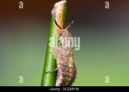 Macro estrema di una larva di gufo (famiglia Ascalaphidae) aggrappata a uno stelo verde. Conosciuto per le sue feroci mandibole predatorie e mimetizzati, corazzati Foto Stock