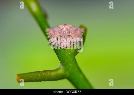 Macro estrema di una larva di gufo (famiglia Ascalaphidae) aggrappata a uno stelo verde. Conosciuto per le sue feroci mandibole predatorie e mimetizzati, corazzati Foto Stock