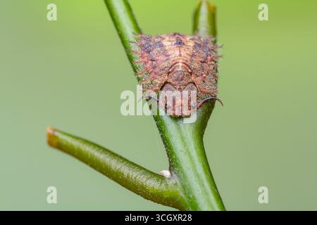 Macro estrema di una larva di gufo (famiglia Ascalaphidae) aggrappata a uno stelo verde. Conosciuto per le sue feroci mandibole predatorie e mimetizzati, corazzati Foto Stock