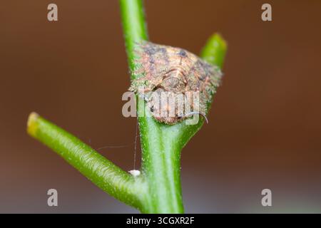 Macro estrema di una larva di gufo (famiglia Ascalaphidae) aggrappata a uno stelo verde. Conosciuto per le sue feroci mandibole predatorie e mimetizzati, corazzati Foto Stock