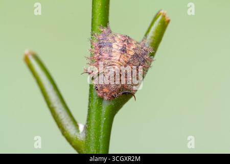Macro estrema di una larva di gufo (famiglia Ascalaphidae) aggrappata a uno stelo verde. Conosciuto per le sue feroci mandibole predatorie e mimetizzati, corazzati Foto Stock