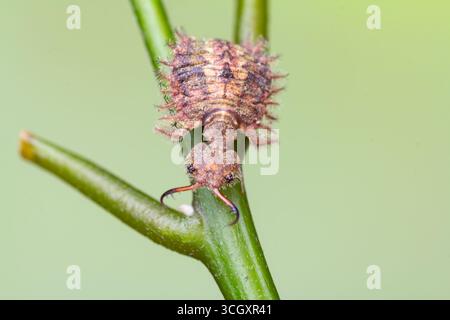 Macro estrema di una larva di gufo (famiglia Ascalaphidae) aggrappata a uno stelo verde. Conosciuto per le sue feroci mandibole predatorie e mimetizzati, corazzati Foto Stock
