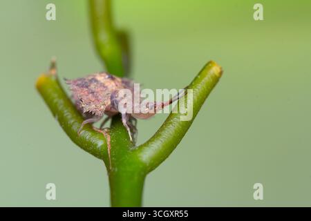 Macro estrema di una larva di gufo (famiglia Ascalaphidae) aggrappata a uno stelo verde. Conosciuto per le sue feroci mandibole predatorie e mimetizzati, corazzati Foto Stock