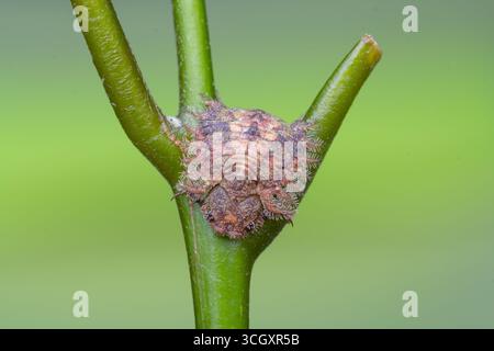 Macro estrema di una larva di gufo (famiglia Ascalaphidae) aggrappata a uno stelo verde. Conosciuto per le sue feroci mandibole predatorie e mimetizzati, corazzati Foto Stock