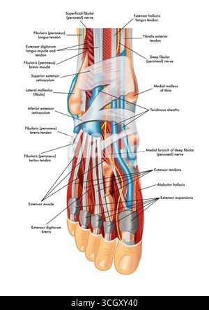 Illustrazione dell'anatomia del piede, con annotazioni. Foto Stock