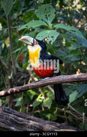 Un bellissimo Toucanet a becco tondo, nome scientifico Selenidera maculirostris, un piccolo toucan con un becco colorato e piumaggio, appollaiato su un ramo al suo interno Foto Stock