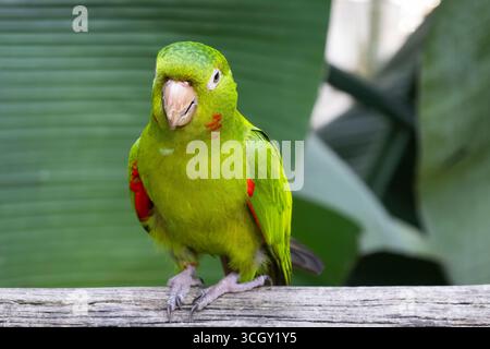 Ritratto ravvicinato di un Parakeet verde dagli occhi bianchi, noto anche come una conura (Psittacara leucophthalmus), arroccato su un tronco di legno con un lussureggiante dorso nella giungla Foto Stock