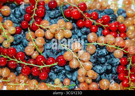 Bacche di yoshta, ribes rosso e bianco si trovano in un mucchio. Foto Stock