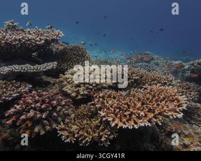 Colorata barriera corallina con coralli ramificati dell'Acropora e pesci tropicali della barriera corallina in acque cristalline dell'oceano, vibrante ecosistema marino. Foto Stock