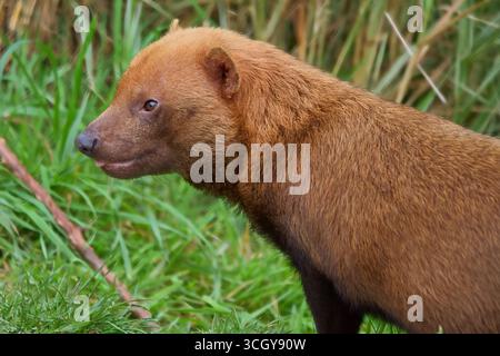 Bush Dog sudamericano con piccoli occhi neri, orecchie corte, naso nero grande e pelliccia marrone spessa. Foto Stock