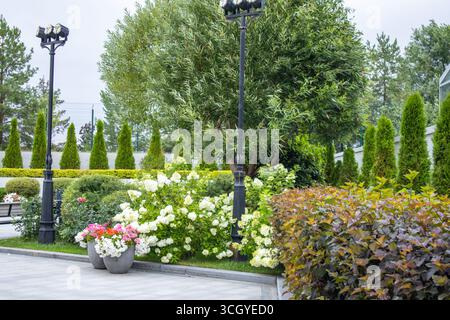Composizione da giardino con ortensie bianche, tujas, salice e vasi di fiori vicino ai lampioni neri. Verdi freschi, anche leggeri, scatti orizzontali, senza persone, c Foto Stock