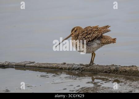 Un cecchino comune (Gallinago gallinago) nel suo habitat naturale delle zone umide del Regno Unito. L'uccello da guado di medie dimensioni viene catturato in acqua poco profonda e fangosa, ITS Foto Stock