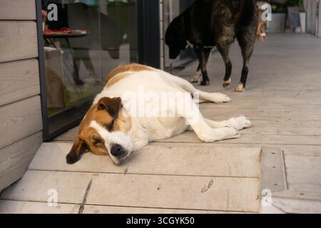 Adorabile cane bianco e marrone che corre giocosamente all'aperto in una giornata di sole, circondato da foglie autunnali rosse Foto Stock