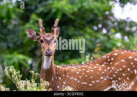Cervo maculato (asse dell'asse), noto anche come chital, che si trova nell'habitat forestale. Originaria dell'India, con cappotto marrone-rossastro e macchie bianche. Foto Stock