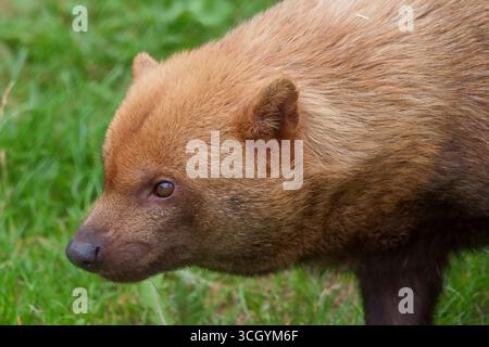 Ritratto ravvicinato di un Bush Dog sudamericano, con orecchie corte, piccoli occhi scuri, muso lungo e pelliccia marrone spessa. Foto Stock