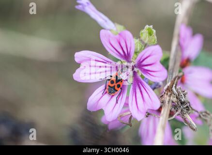 Una cimice europea (Pyrrhocoris apterus) su un fiore di falda comune a Leigh on Sea, Essex. Questa specie è solitamente associata a Tree Mallow Foto Stock
