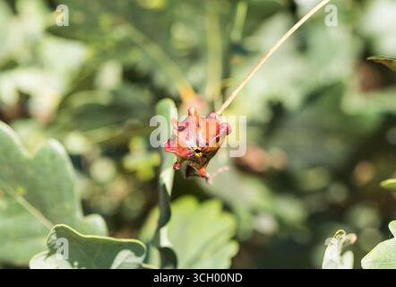 Knopper gall maturo (Andricus quercuscalicis) su un albero di quercia a Ham Common, Surrey Foto Stock