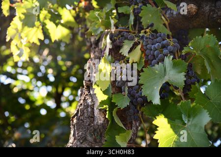 Vigneto con un mucchio di uva blu con il sole sullo sfondo Foto Stock