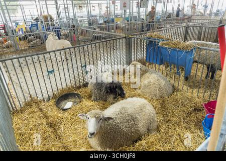 Animali al Delaware State Fair Livestock Show, Delaware USA Foto Stock