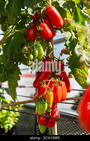 Pomodori San Marzano maturi di colore rosso brillante che crescono su un giardino urbano con balcone. Foto Stock