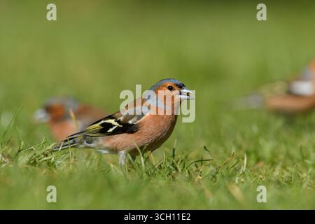 Chaffinch maschio (Fringilla coelebs) mangiando cuori di girasole in un giardino periferico, Dumfries & Galloway, Scozia. Foto Stock