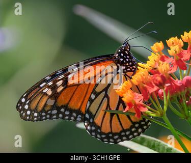 La farfalla Monarch sorseggiando il nettare dal fiore d'arancio da vicino Foto Stock