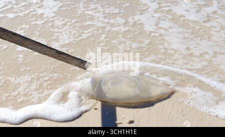 Le meduse morte riposano sulla spiaggia sabbiosa, con onde dolci che lambiscono ai suoi bordi e zone vicine, che mostrano la bellezza degli ecosistemi marini Foto Stock
